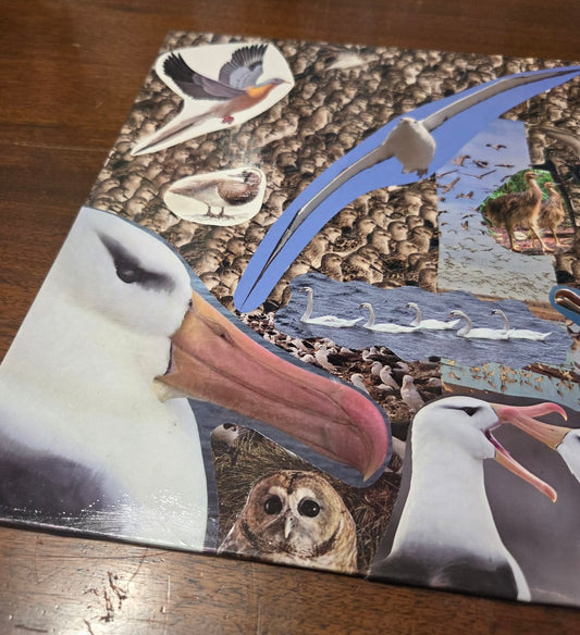 Bird collage