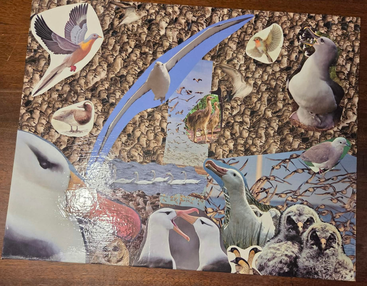 Bird collage