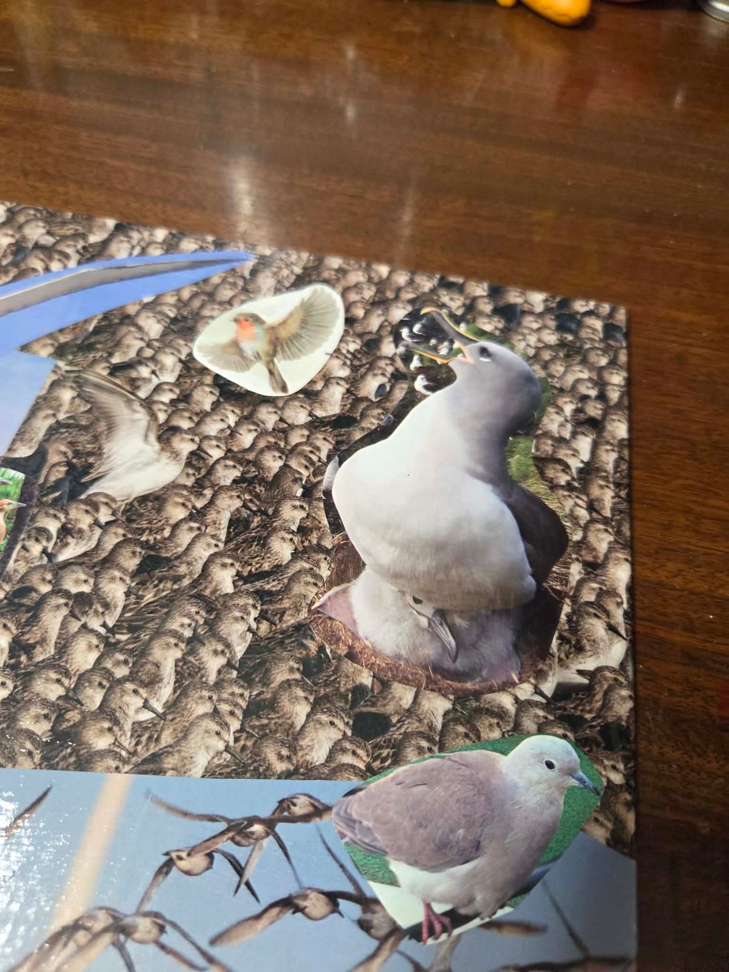 Bird collage