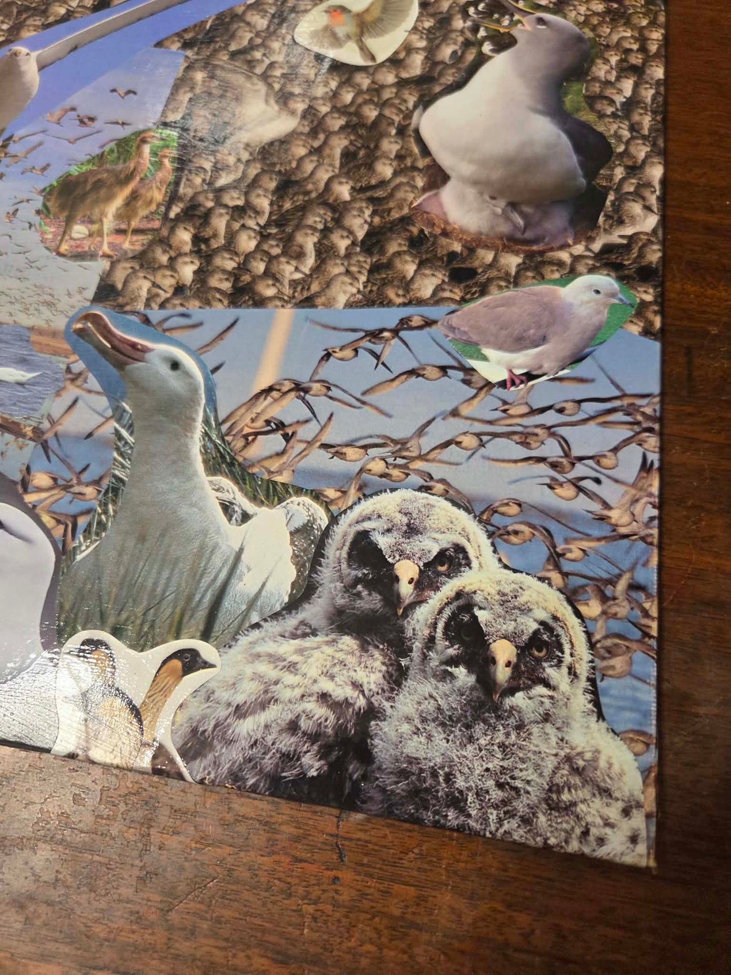 Bird collage